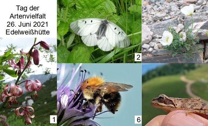 Artenliste vom Tag der Artenvielfalt